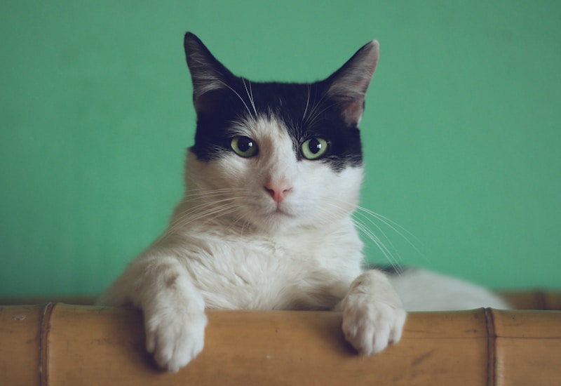 Flea & Tick