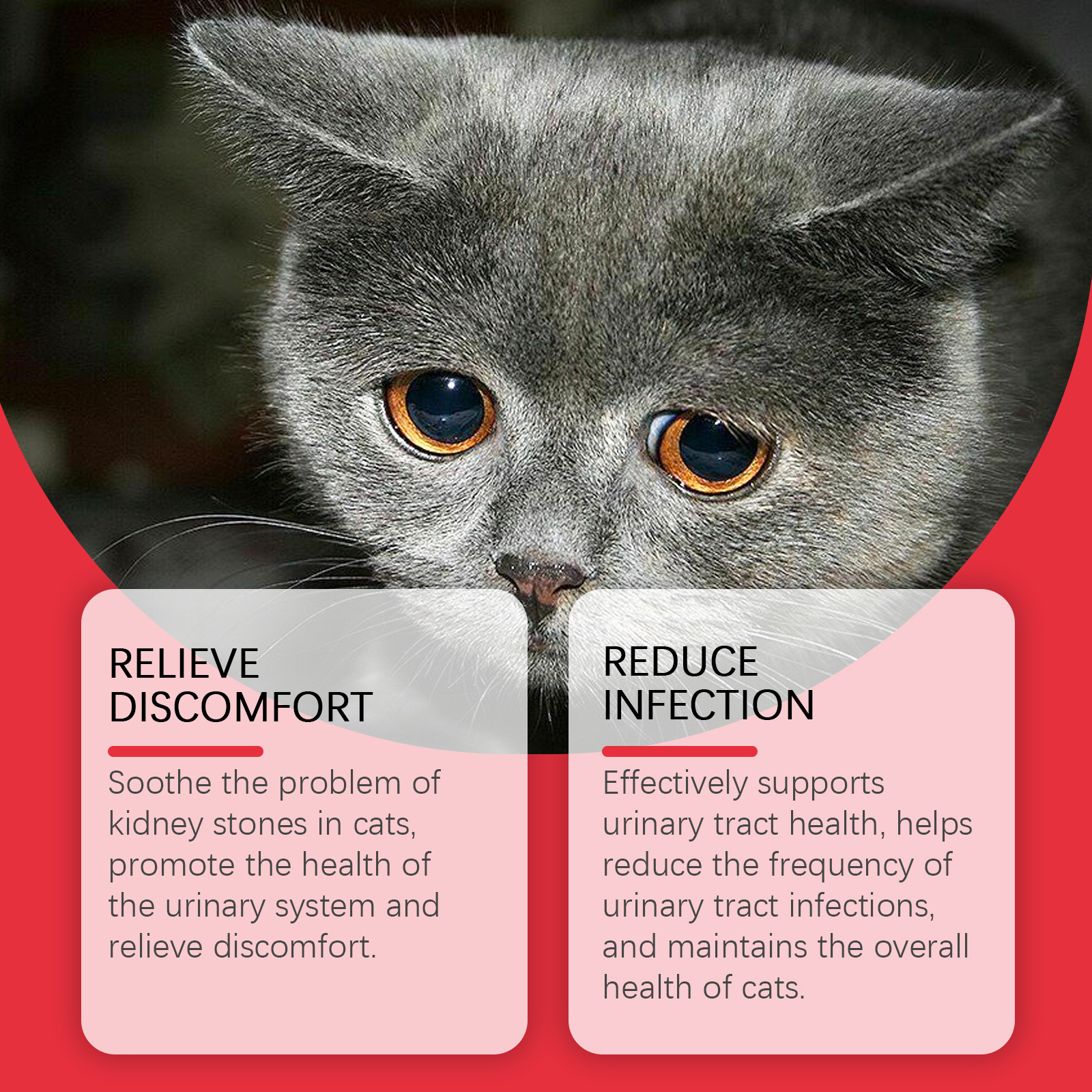 Yegbong Dietary Supplement 120ml Daily Wellness Support for Dogs and Cats - SKU00017683 - Image 3